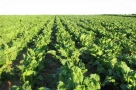 Sugar beets