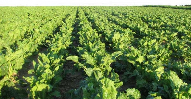 Sugar beets