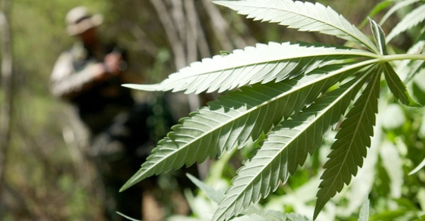 Drug raid