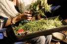herb fields