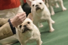 French bull dogs