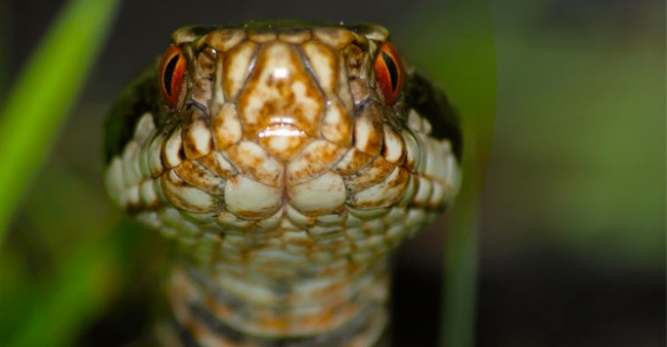 Reptile