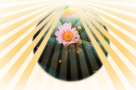 peyote